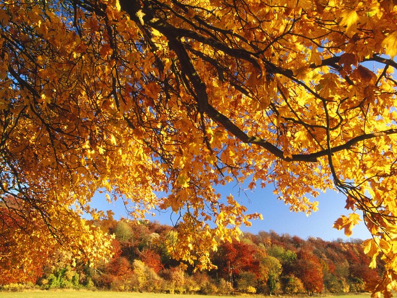 Autumn Tree Canopy — Yellow, Serene, Photograph, Trees, Sky