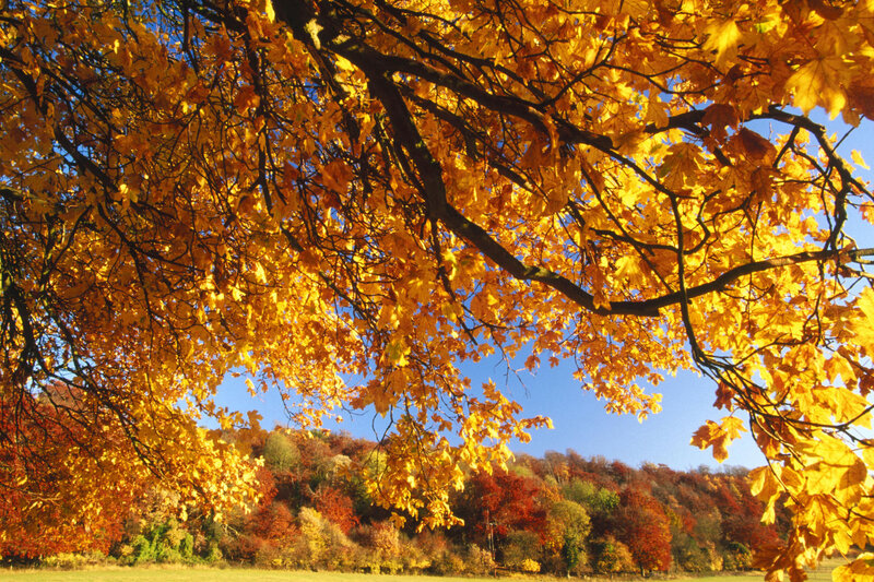 Autumn Tree Canopy — Yellow, Serene, Photograph, Trees