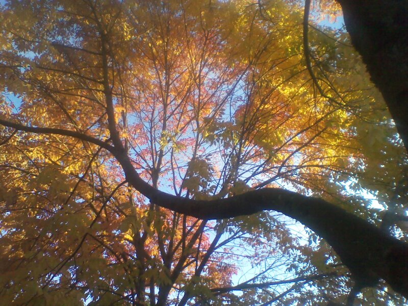 Autumn Tree Canopy — Yellow, Serene