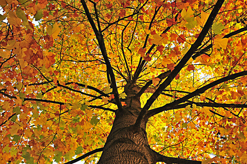Autumn Tree Canopy — Yellow