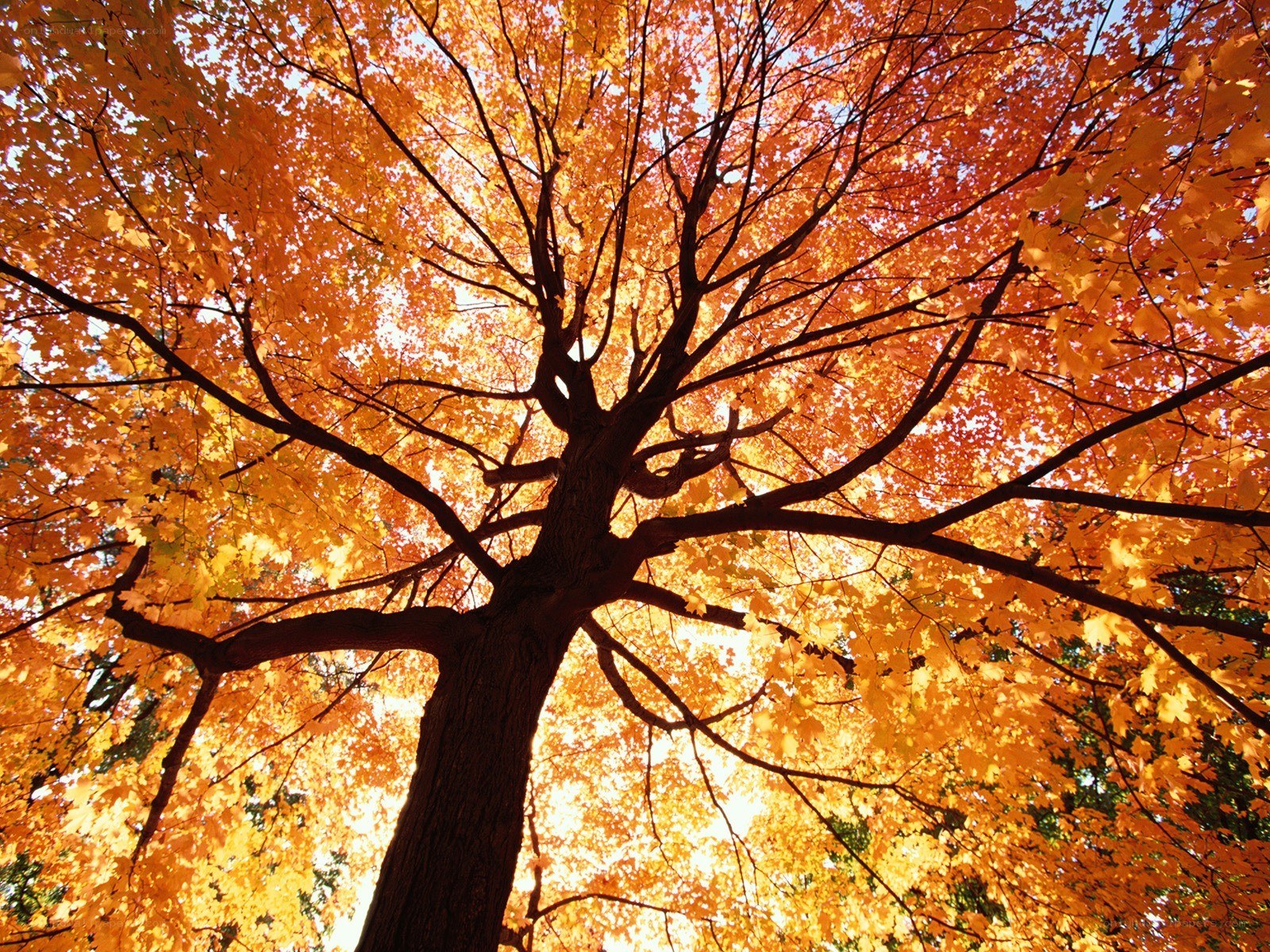 Autumn tree canopy