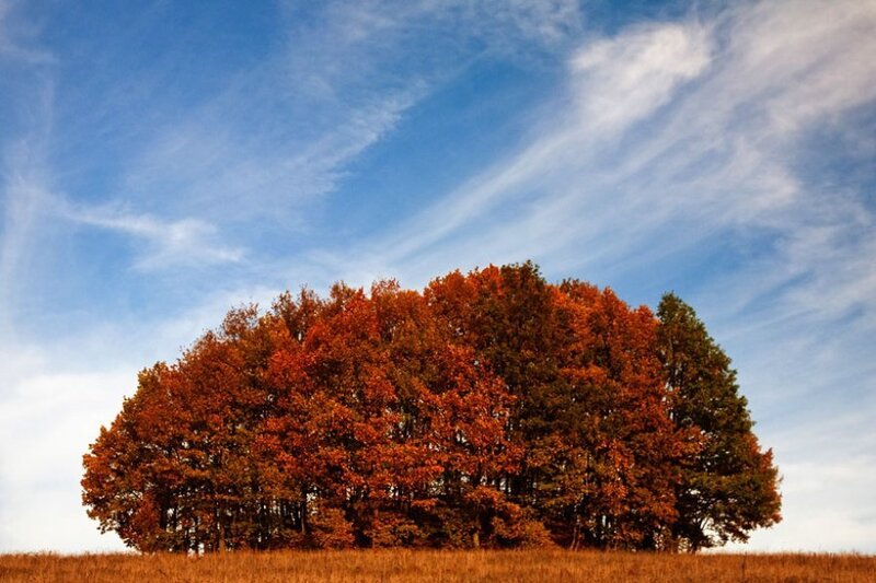 Autumn Tree Cluster