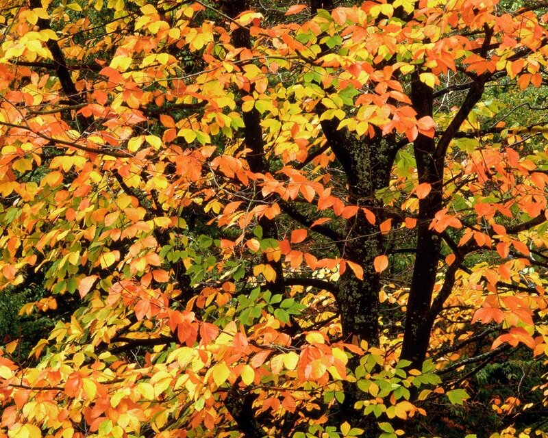 Autumn Tree Foliage — Orange, Serene