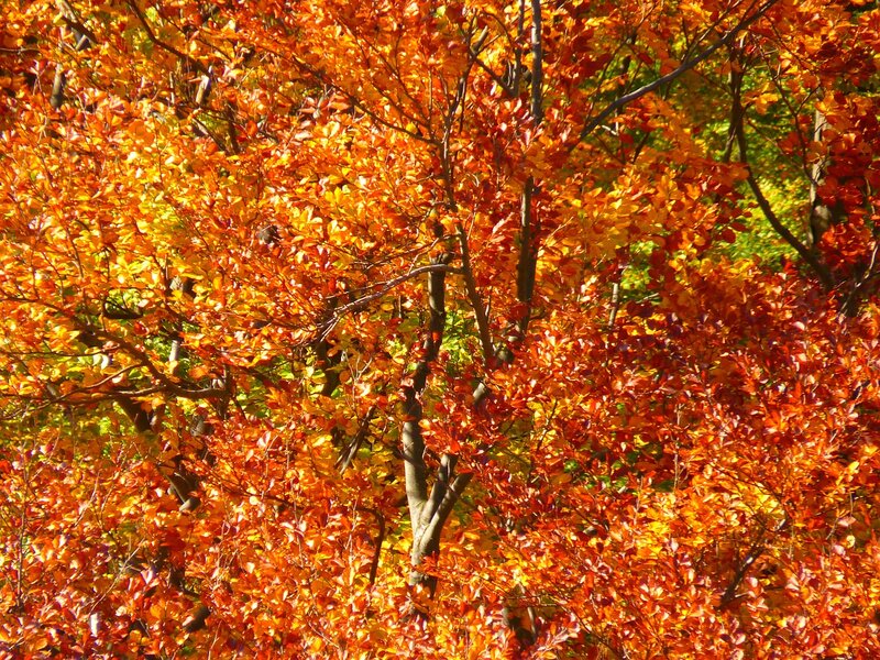 Autumn Tree Foliage — Orange