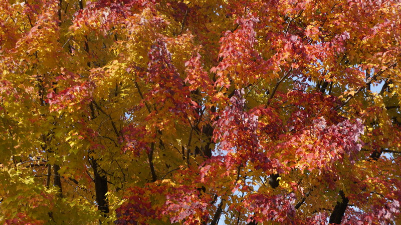 Autumn Tree Foliage
