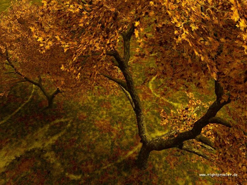 Autumn tree from above