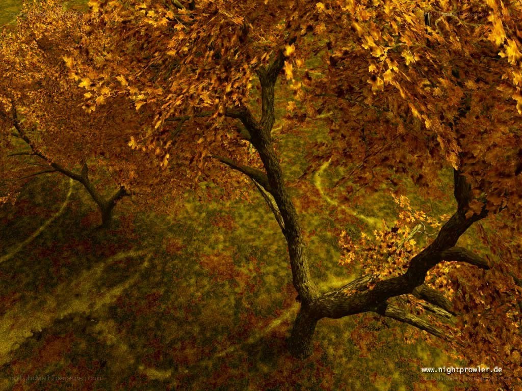Autumn tree from above