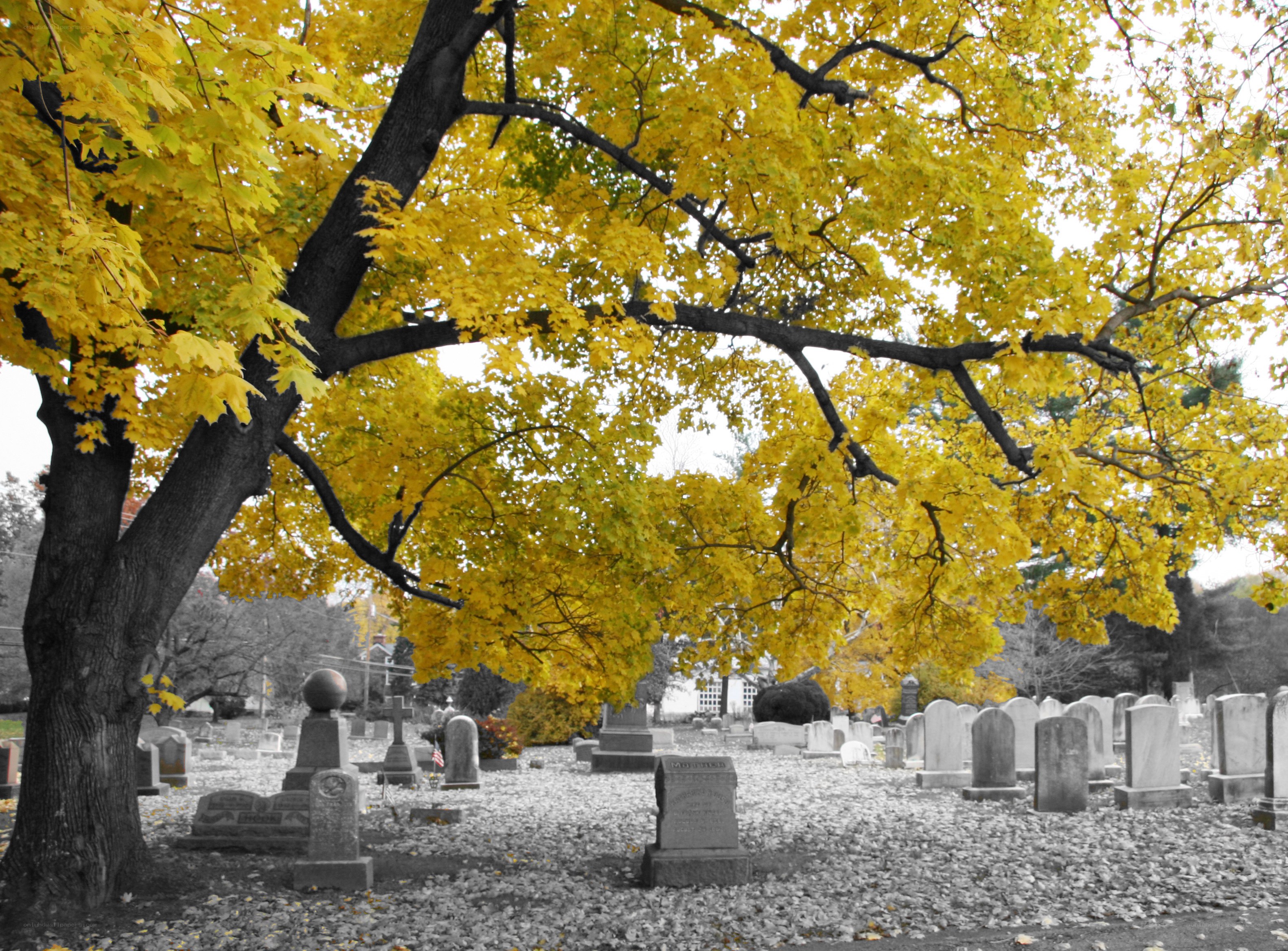 Autumn tree in a cemetery