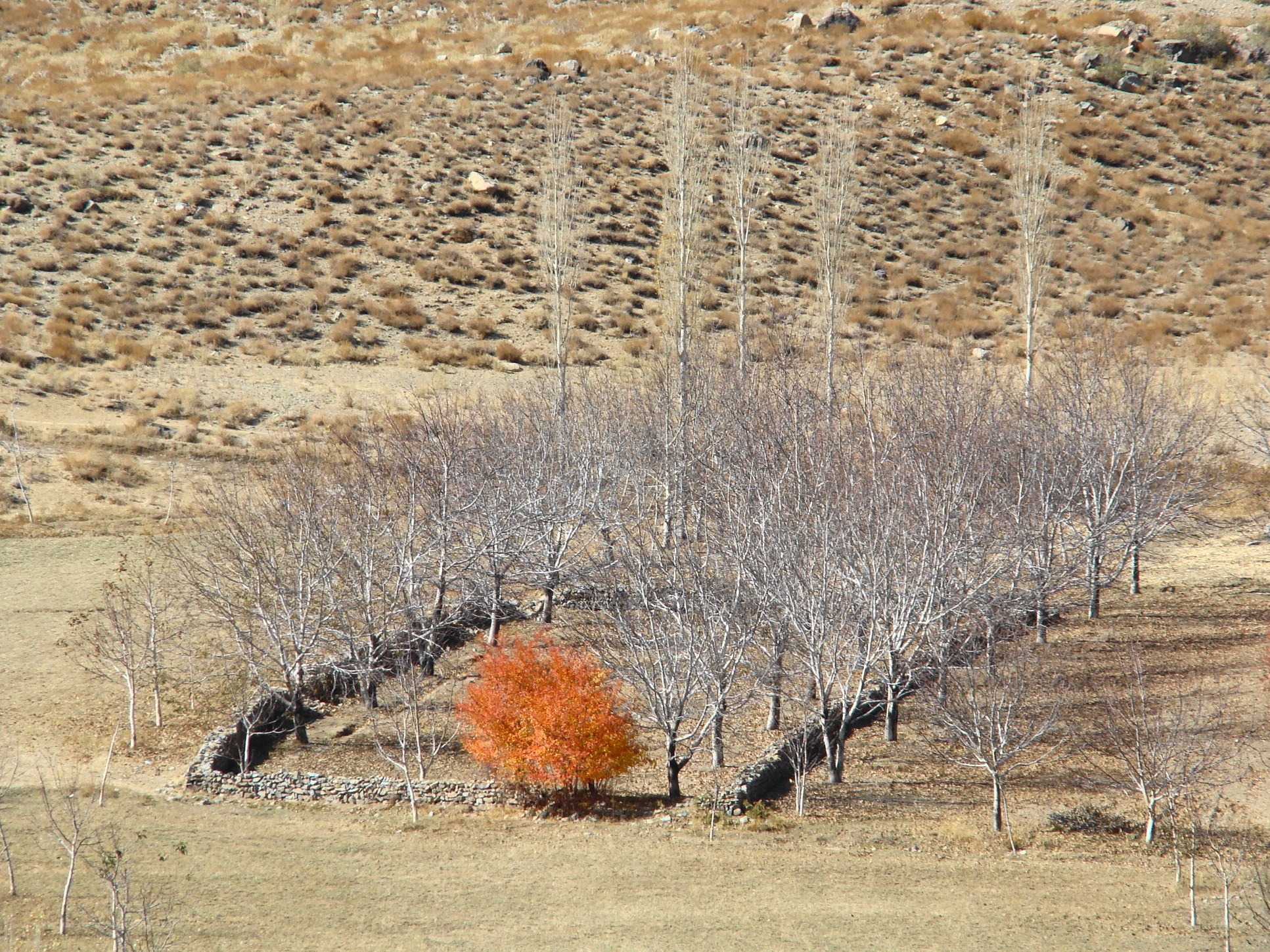 Autumn tree in a dry landscape