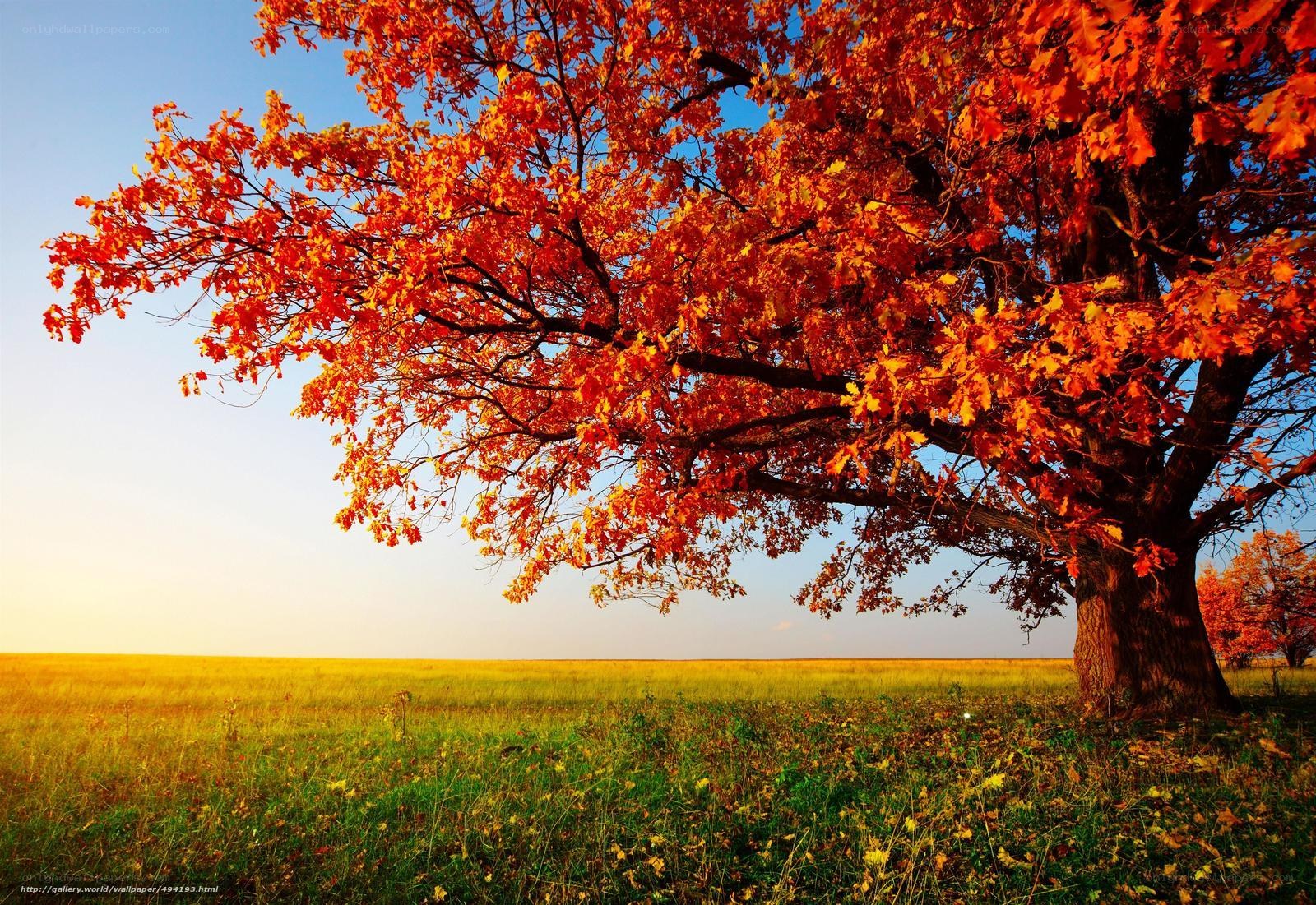 Autumn tree in a field
