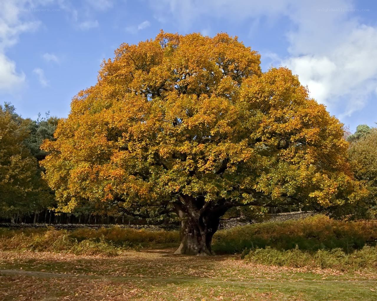 Autumn tree in a field