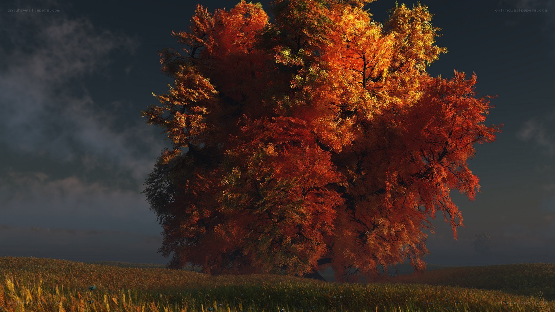 Autumn tree in a field