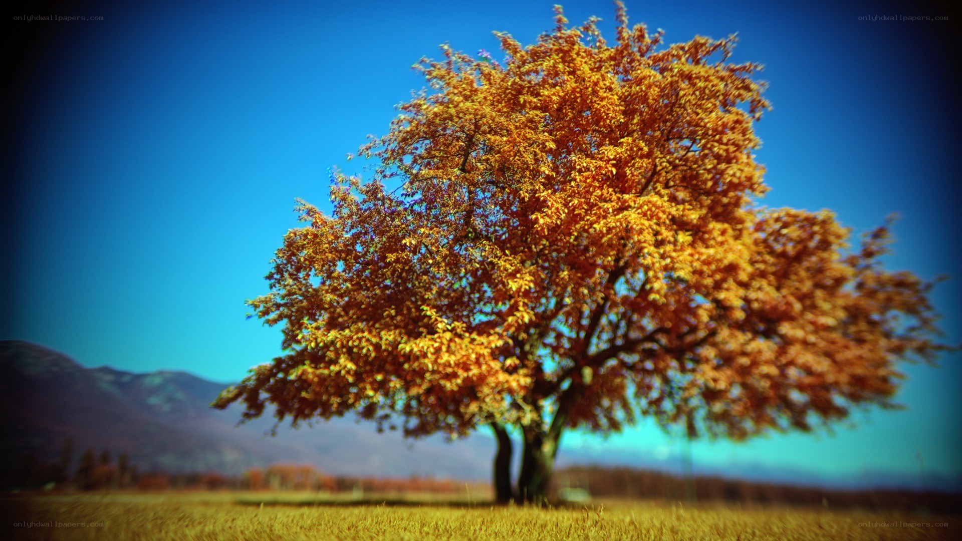 Autumn tree in a field