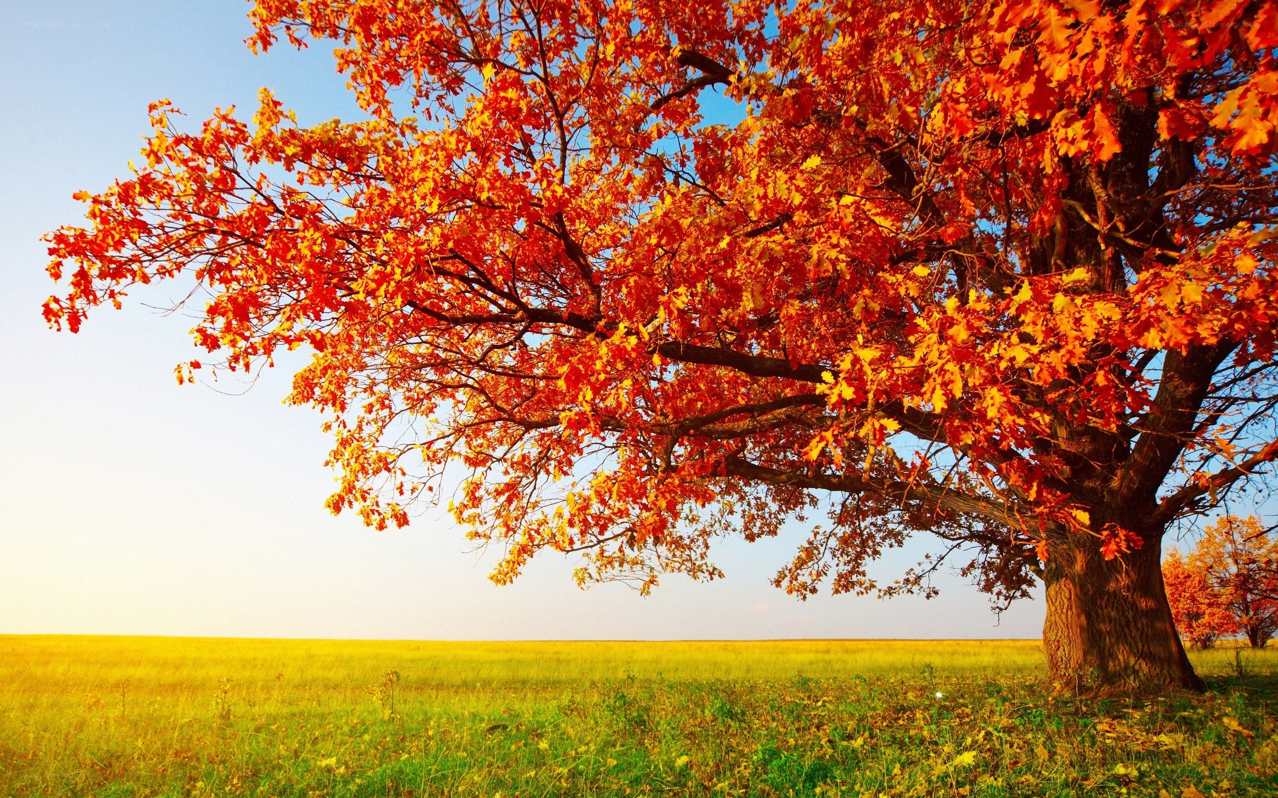 Autumn tree in a field