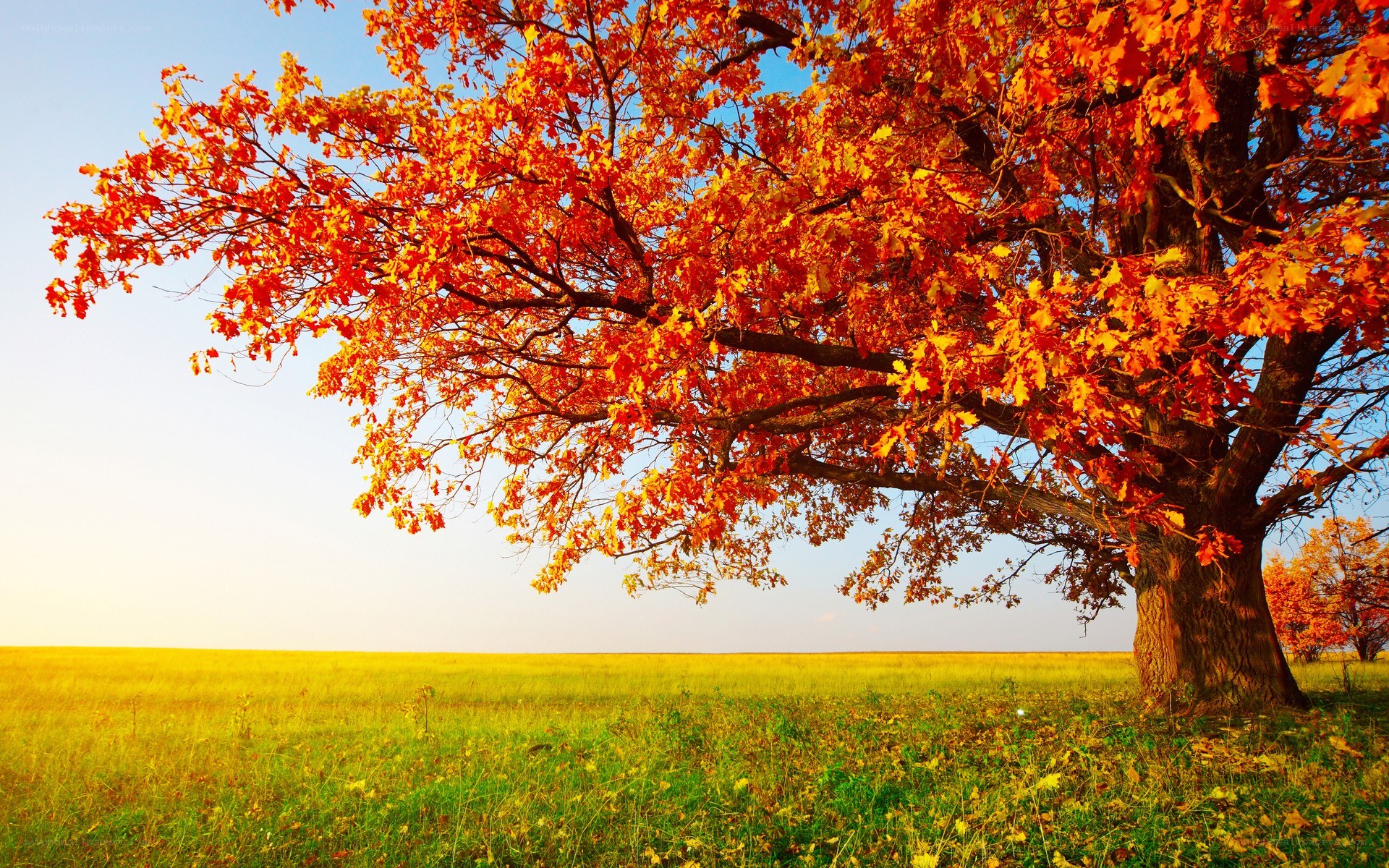 Autumn tree in a field