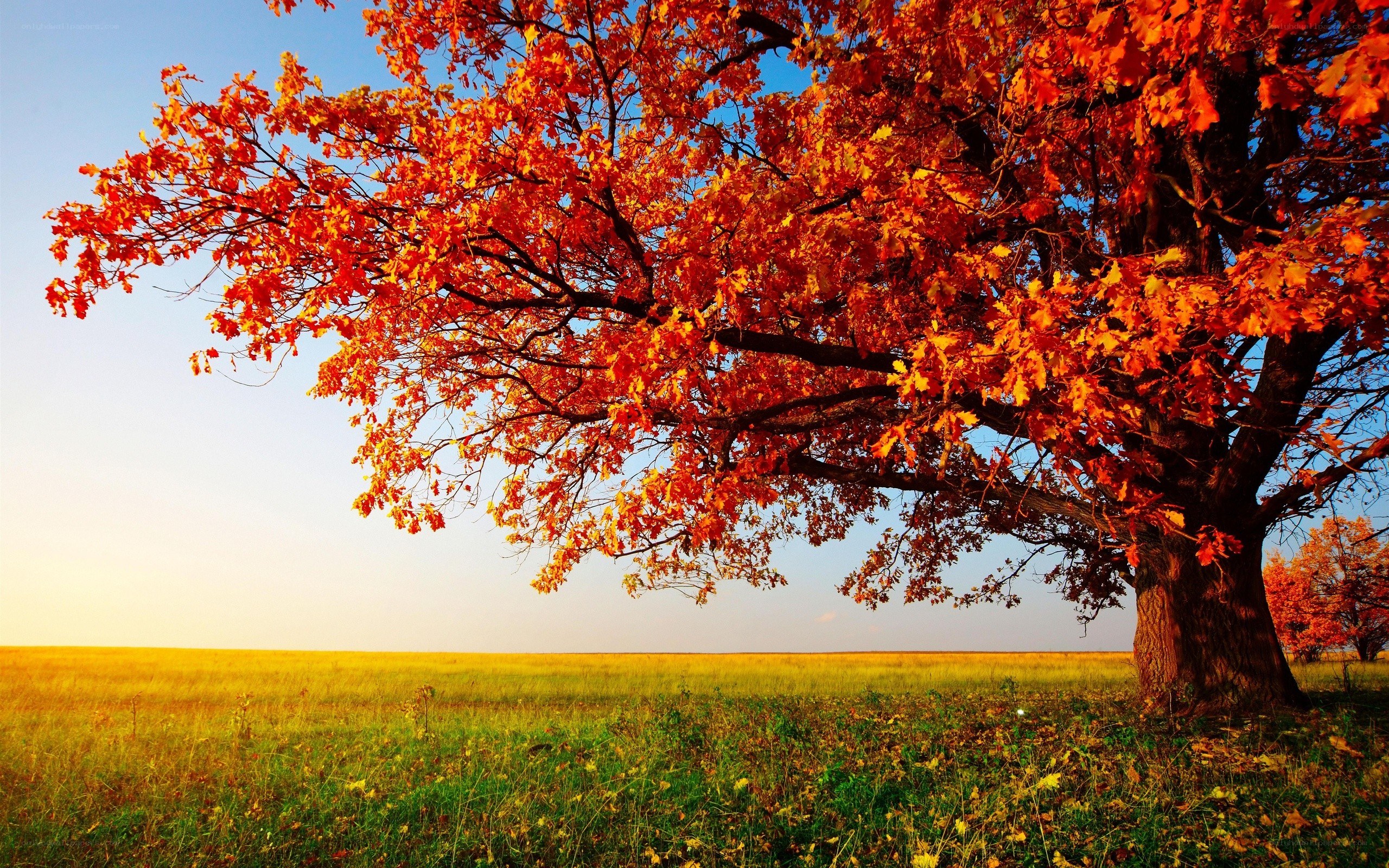 Autumn tree in a field