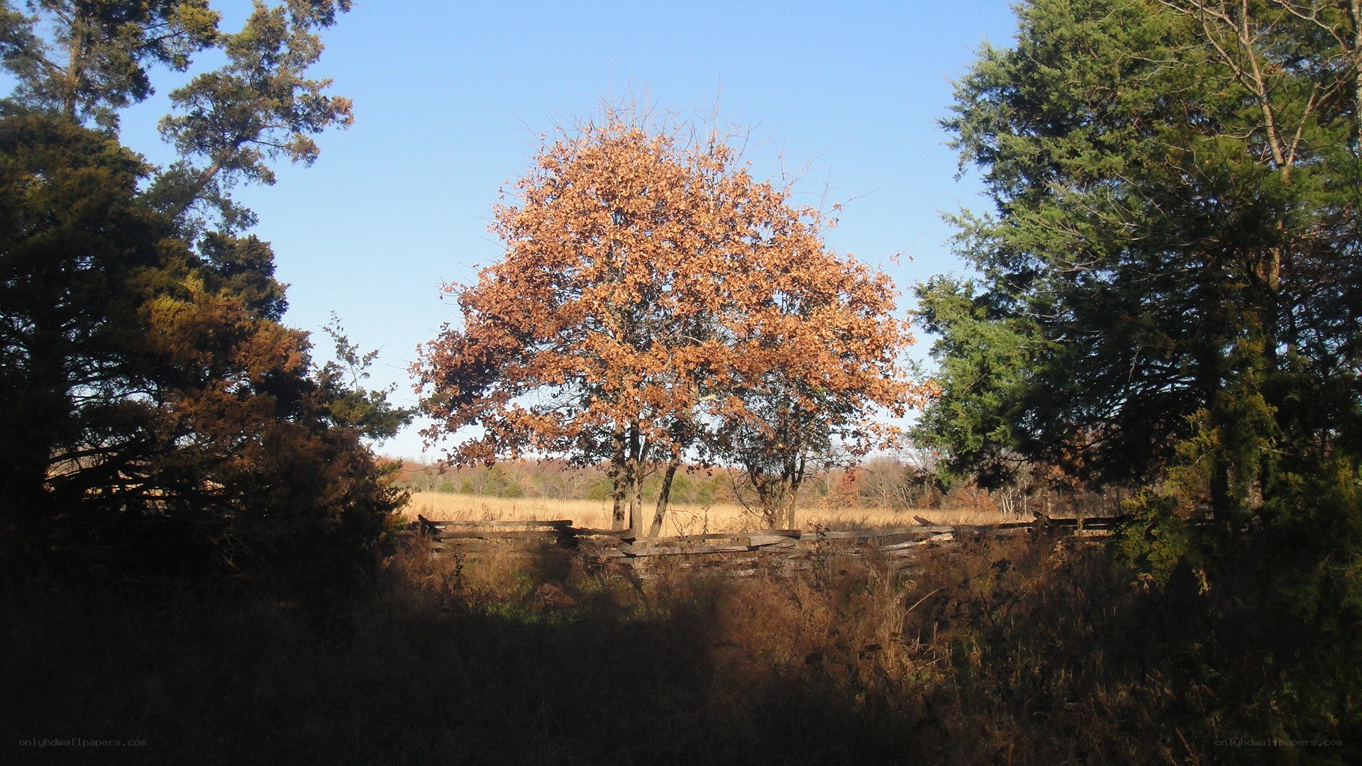 Autumn tree in a field