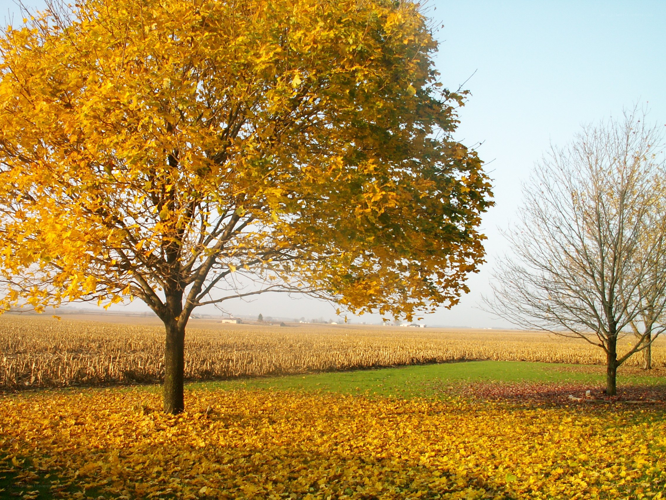 Autumn tree in a field