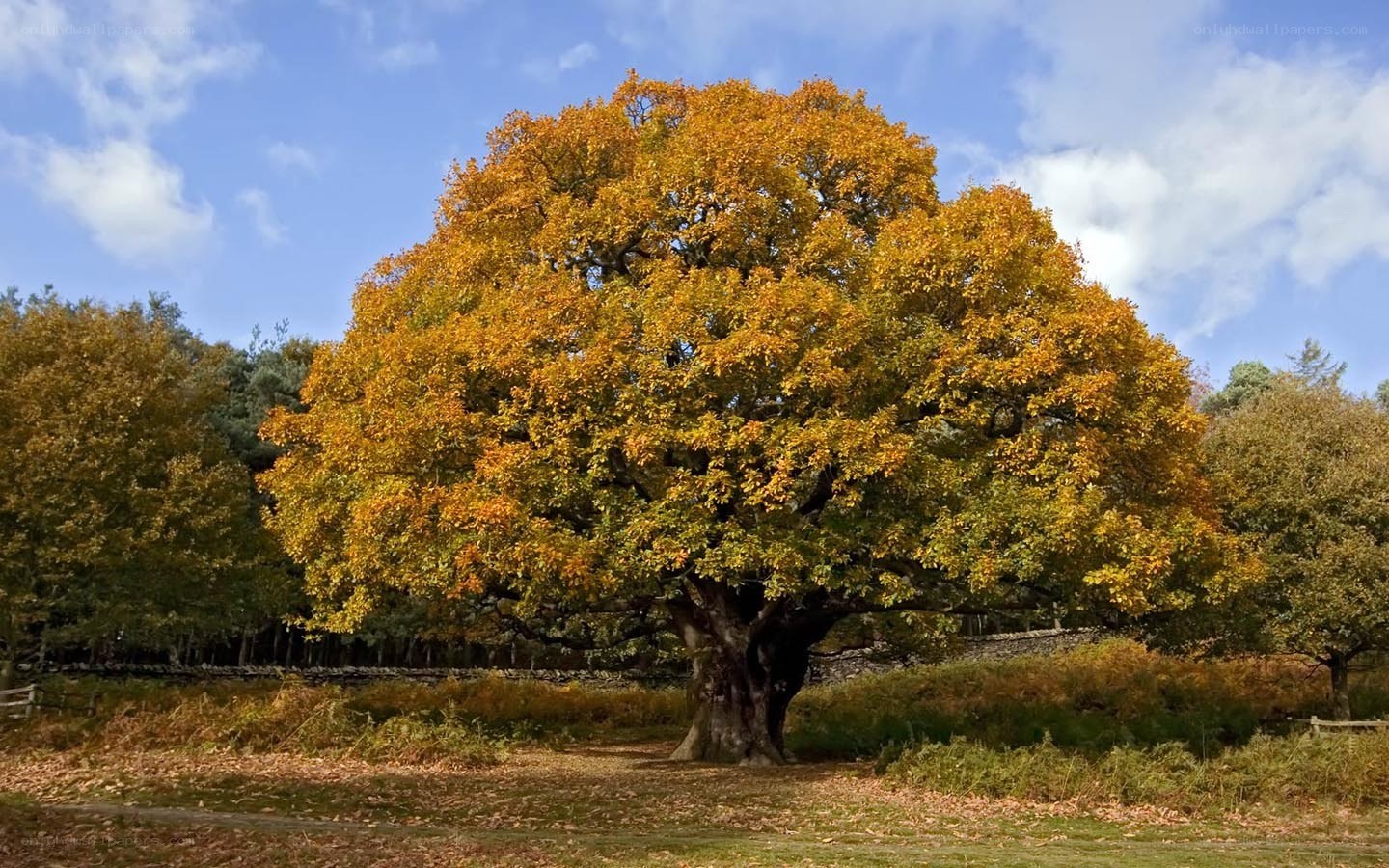 Autumn tree in a field