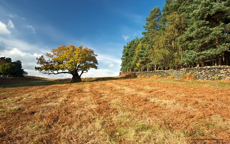 Autumn tree in a field