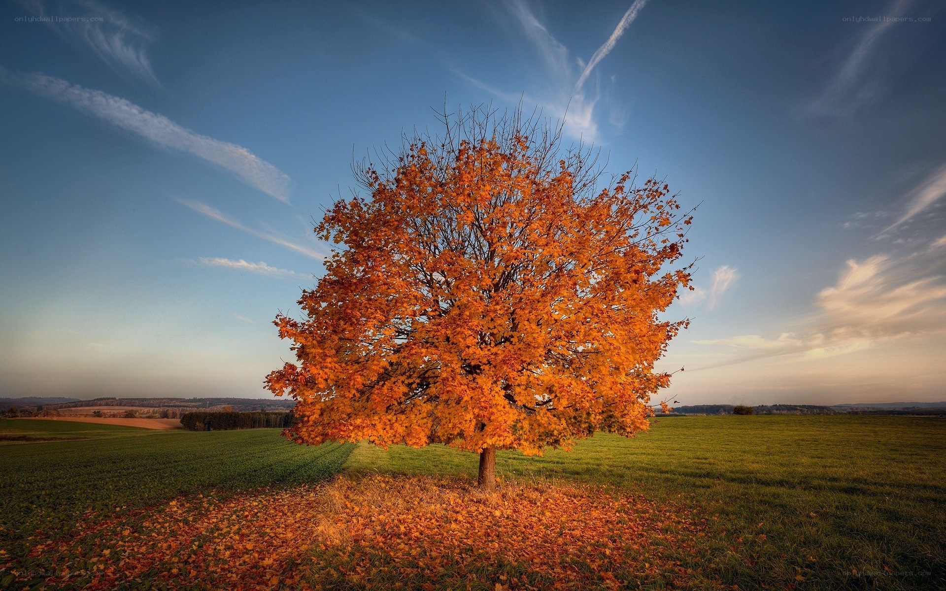 Autumn tree in a field