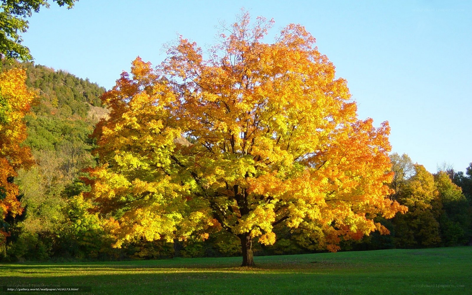 Autumn tree in a field