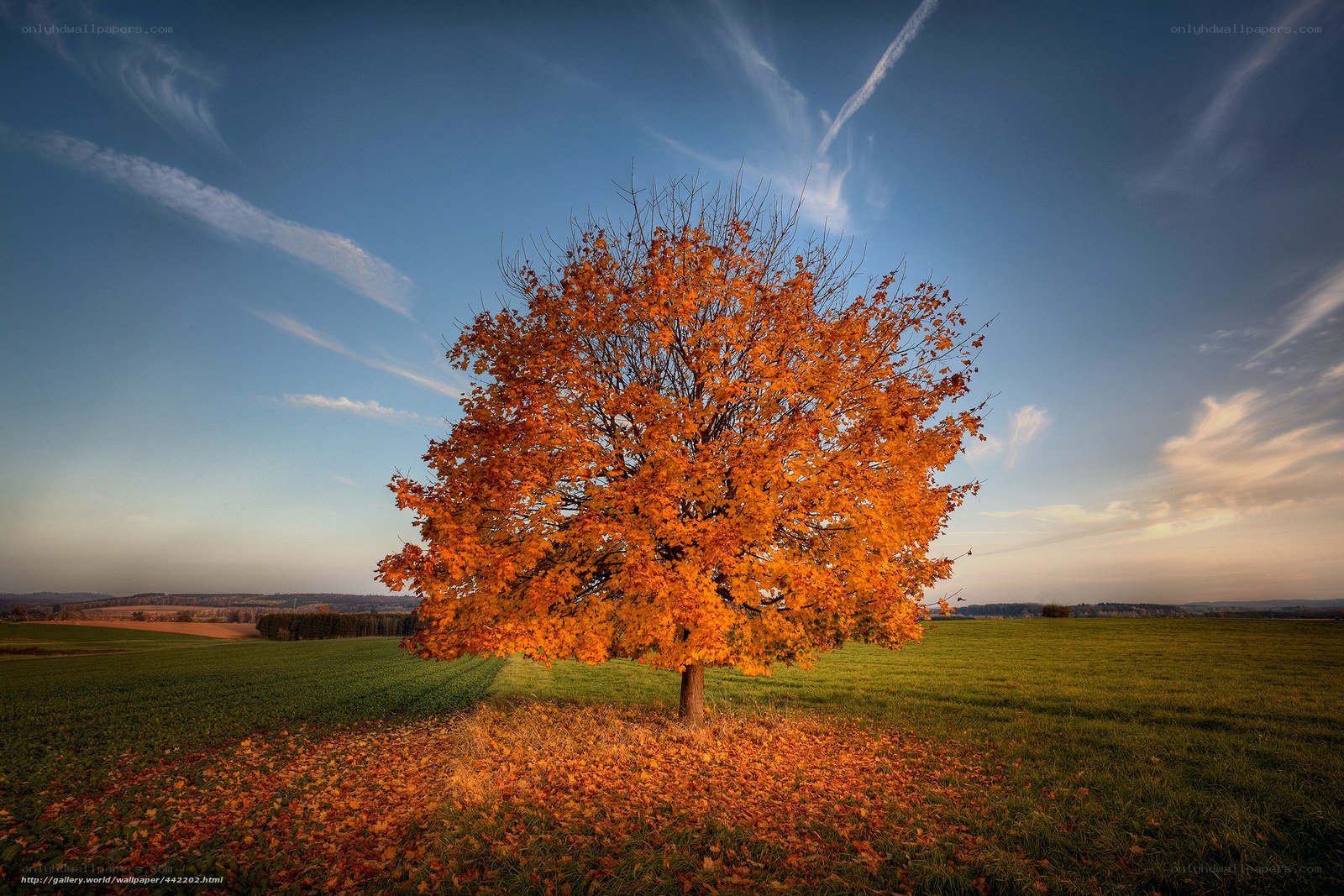 Autumn tree in a field