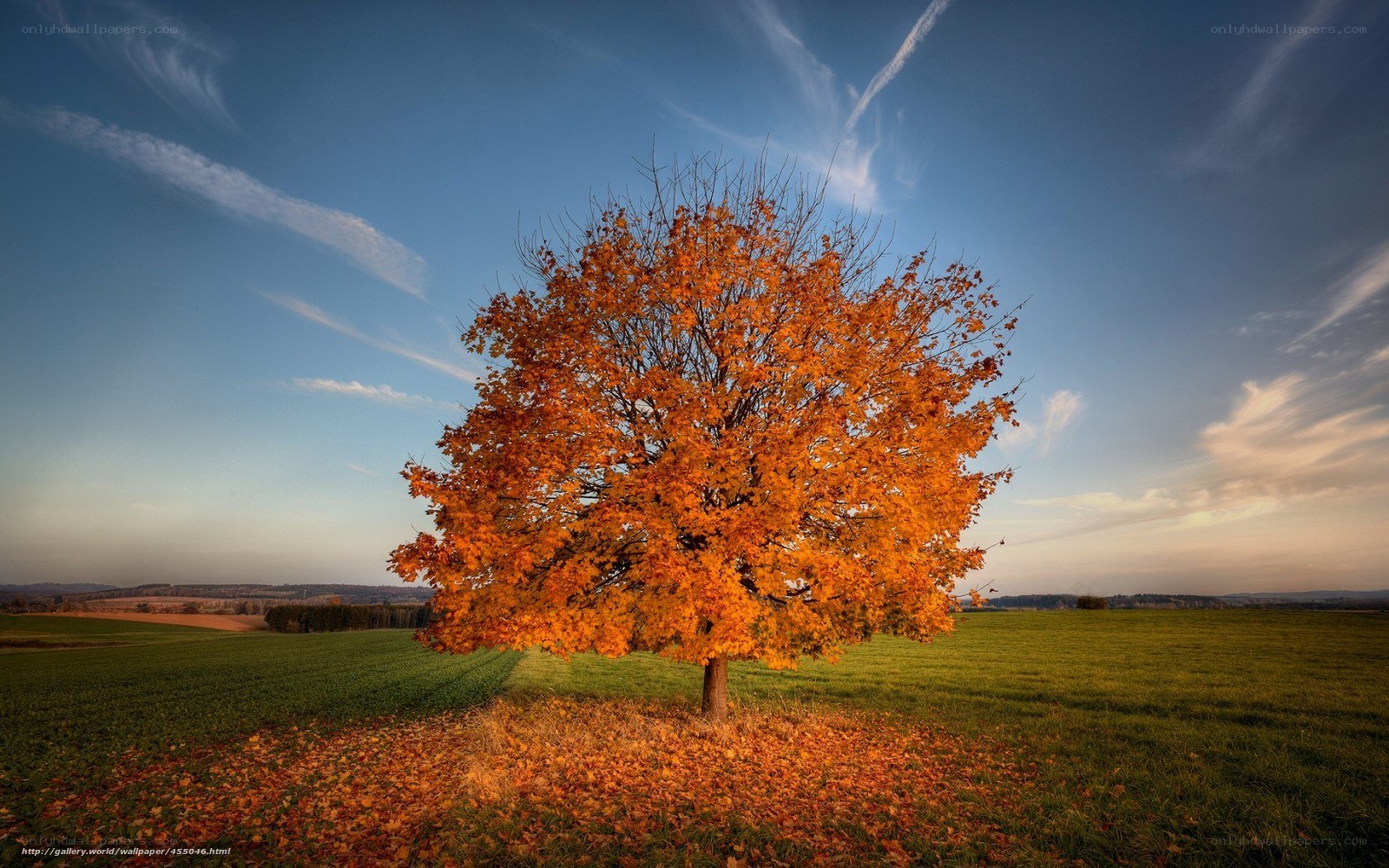 Autumn tree in a field