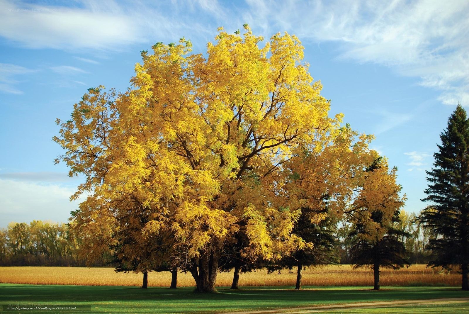 Autumn tree in a field