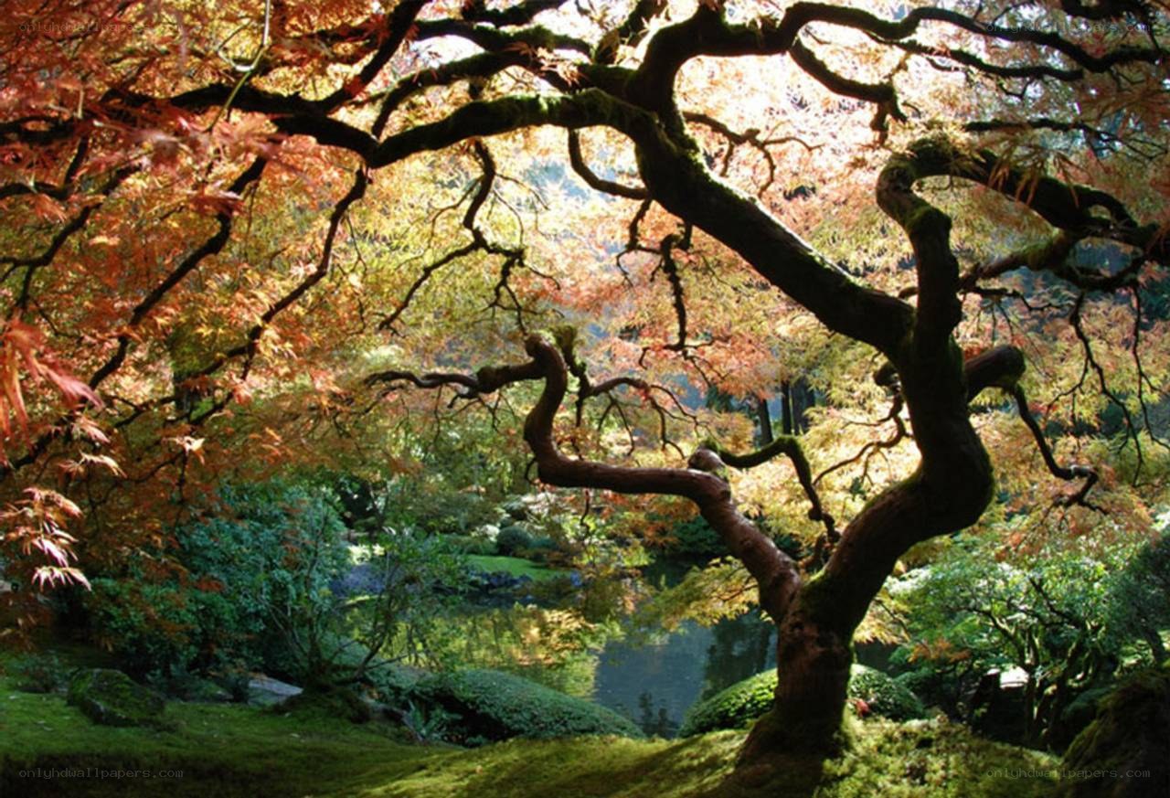 Autumn tree in a garden