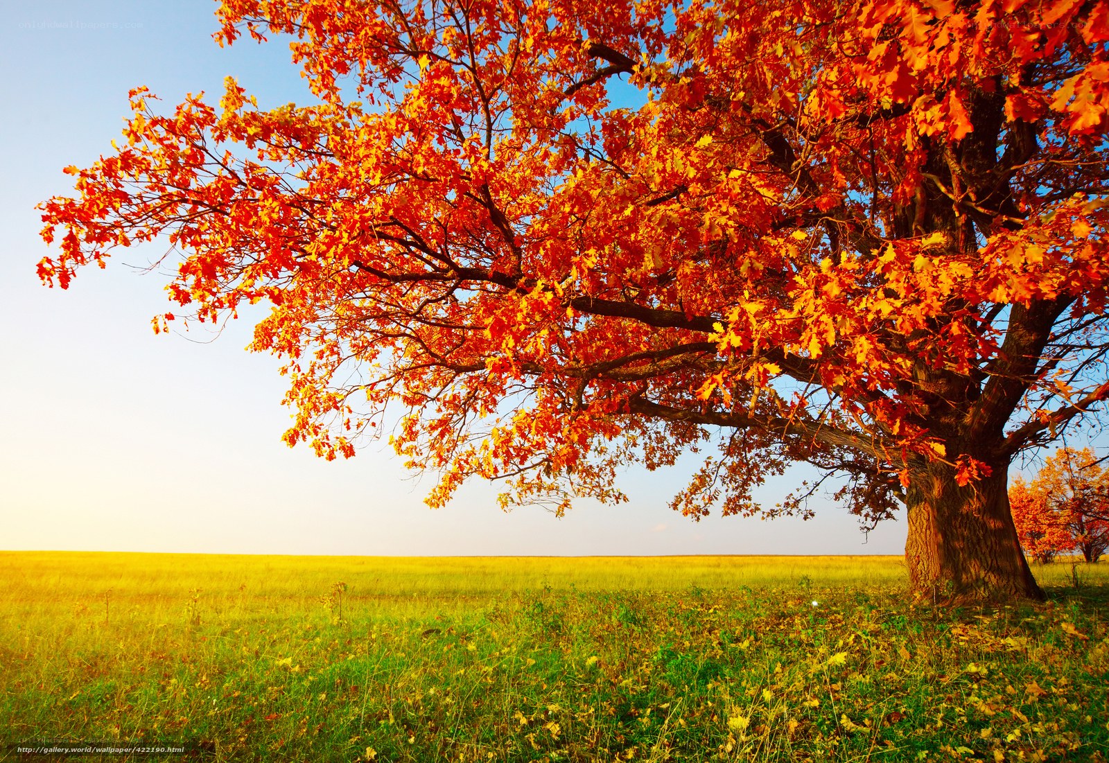 Autumn tree in a golden field