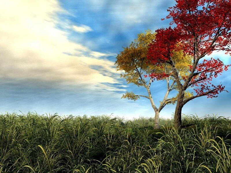 Autumn tree in a grassy field