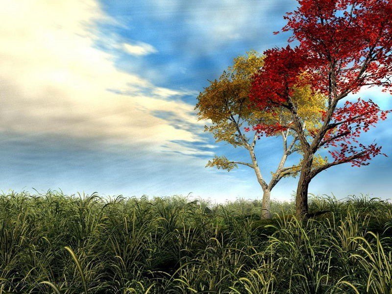 Autumn tree in a grassy field