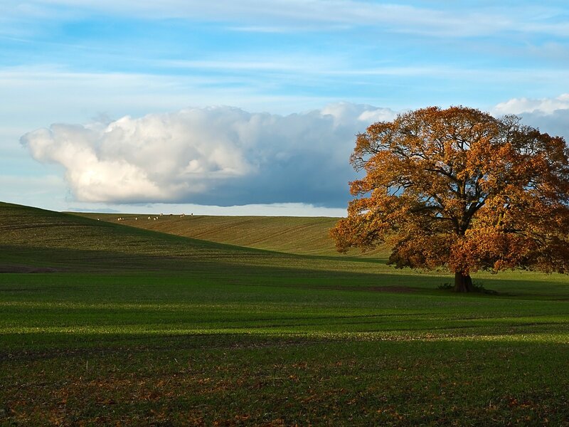 Autumn tree in a green field