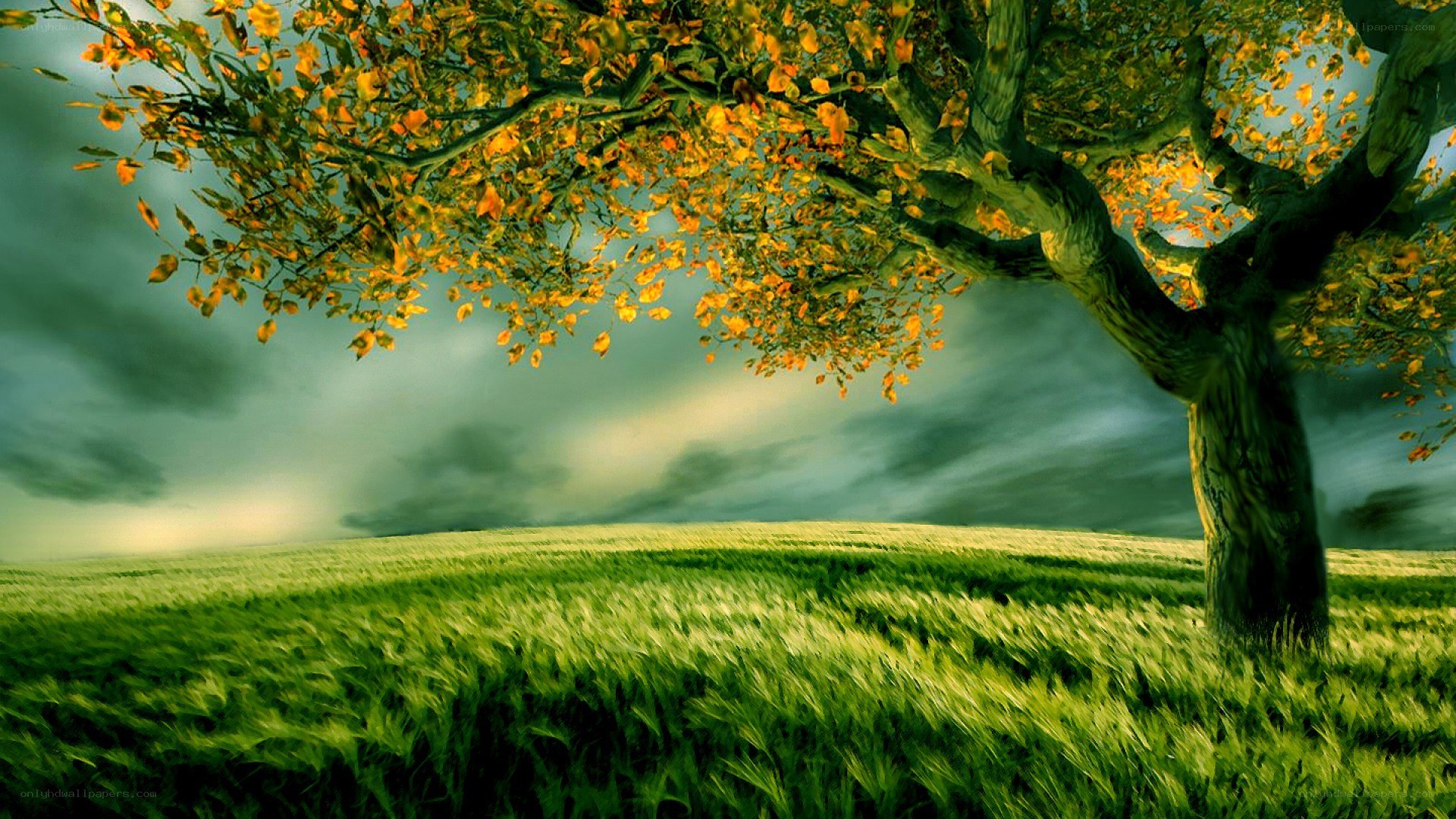 Autumn tree in a green field