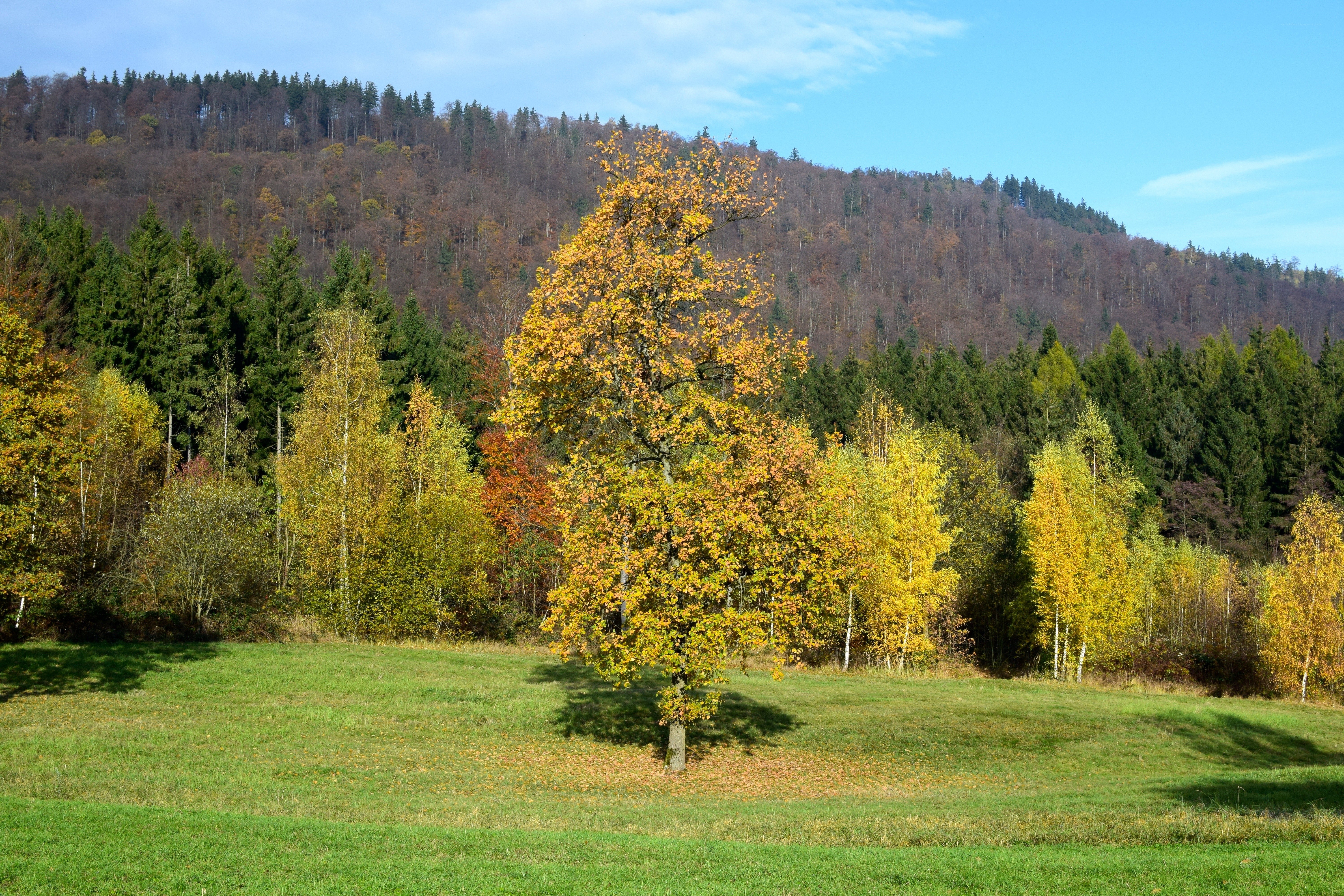 Autumn tree in a green field