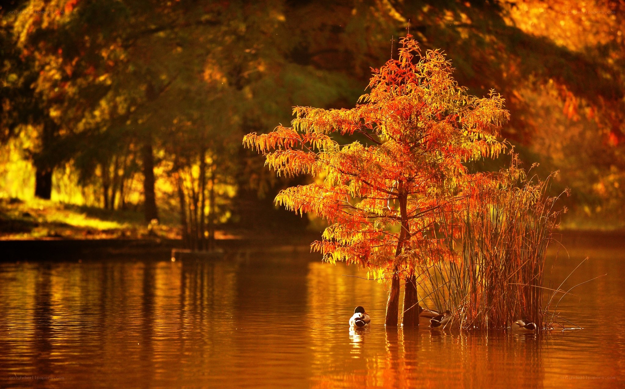 Autumn tree in a lake