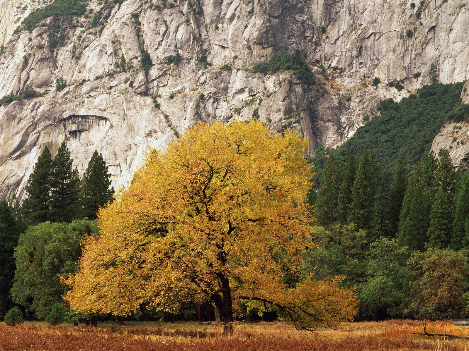 Autumn tree in a mountain valley