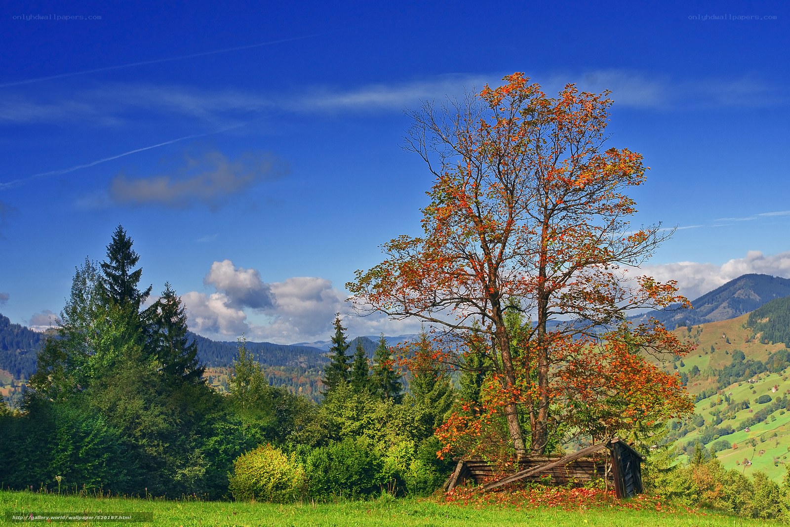 Autumn tree in a mountain valley