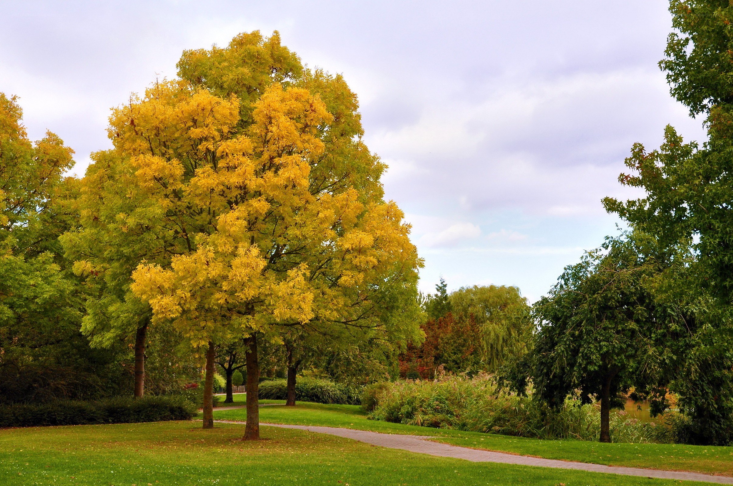 Autumn tree in a park