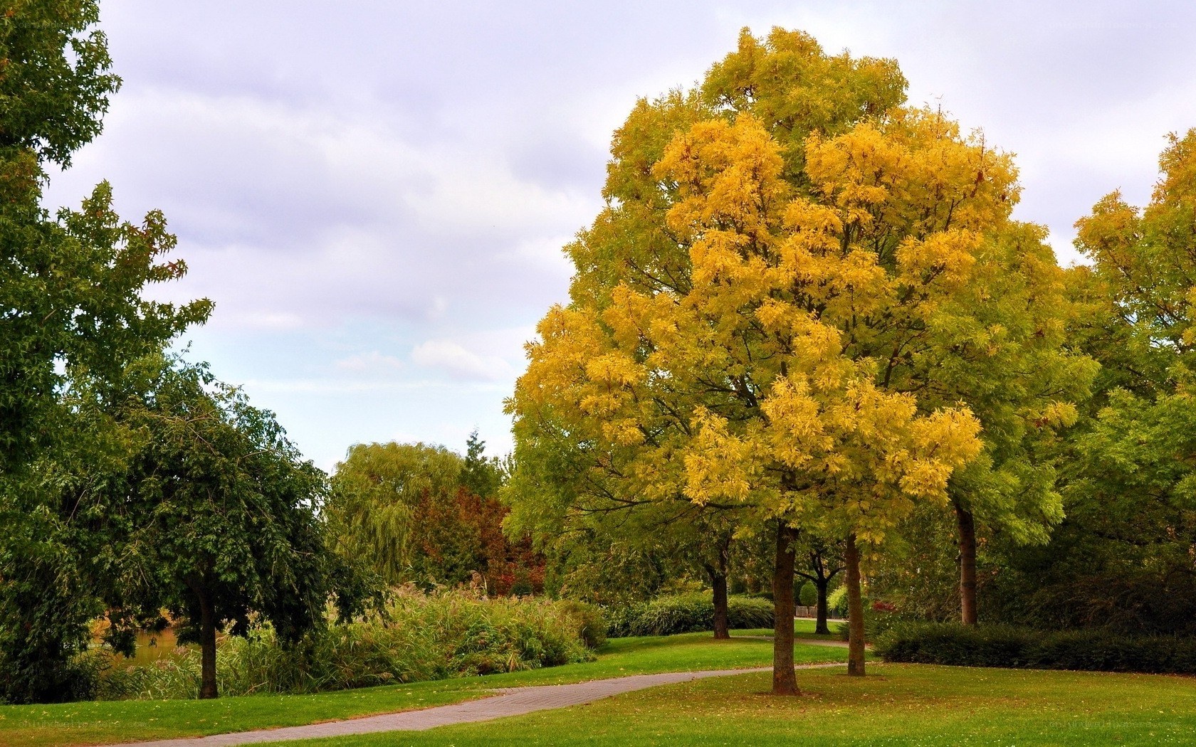 Autumn tree in a park