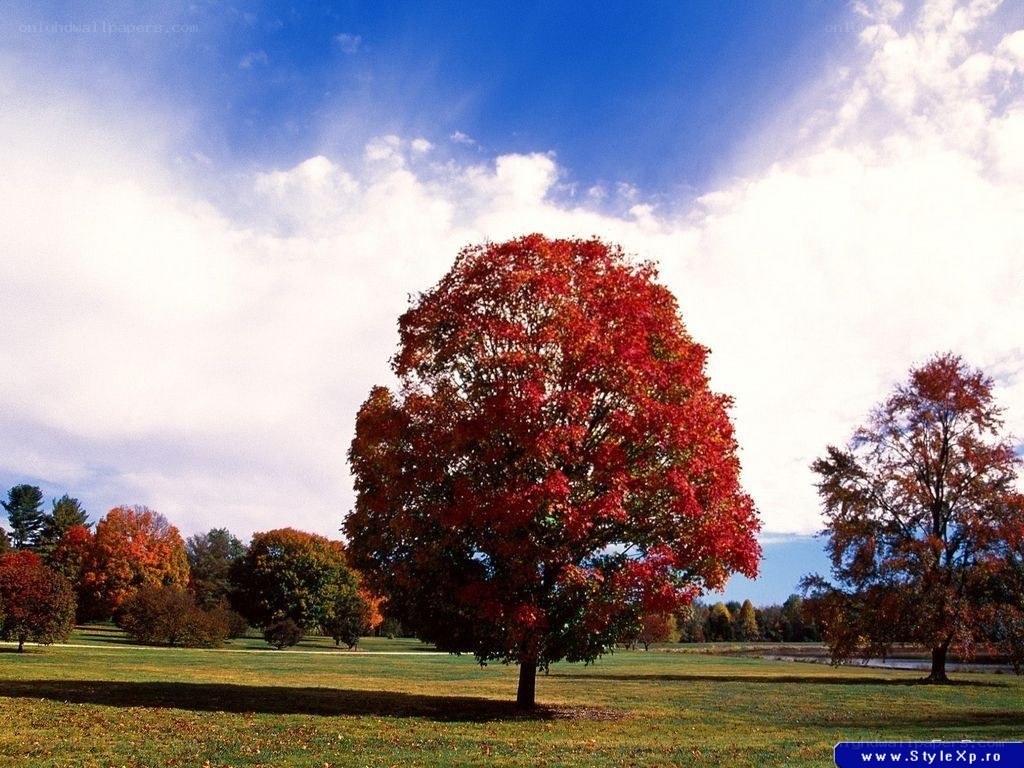 Autumn tree in a park