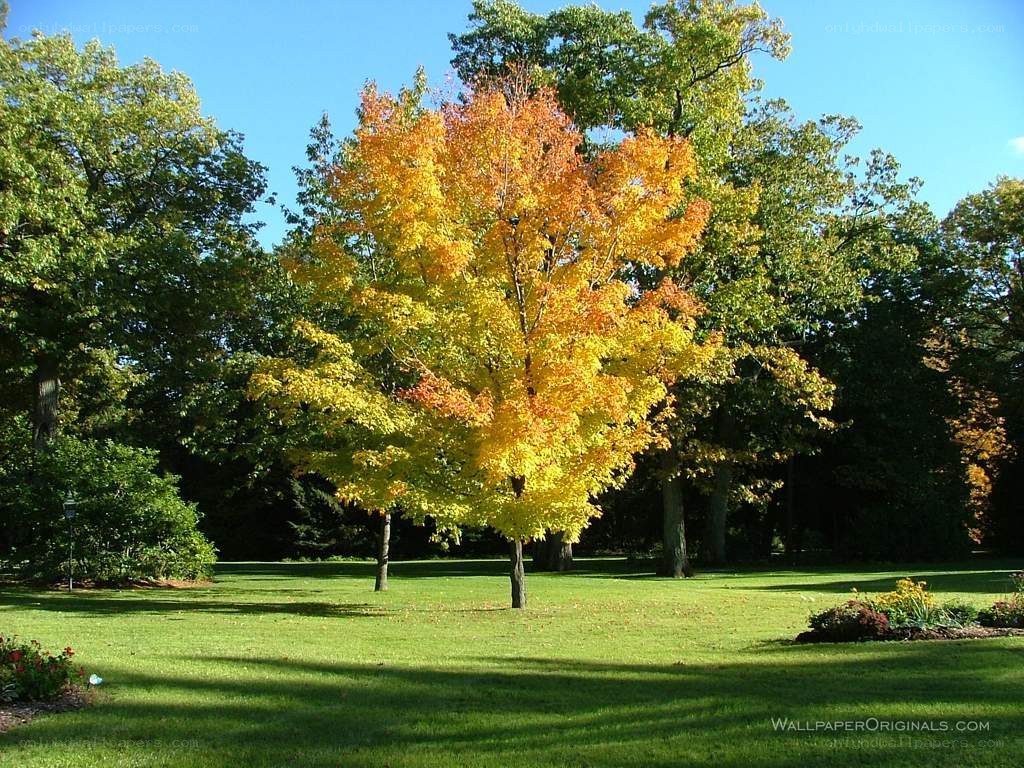 Autumn tree in a park