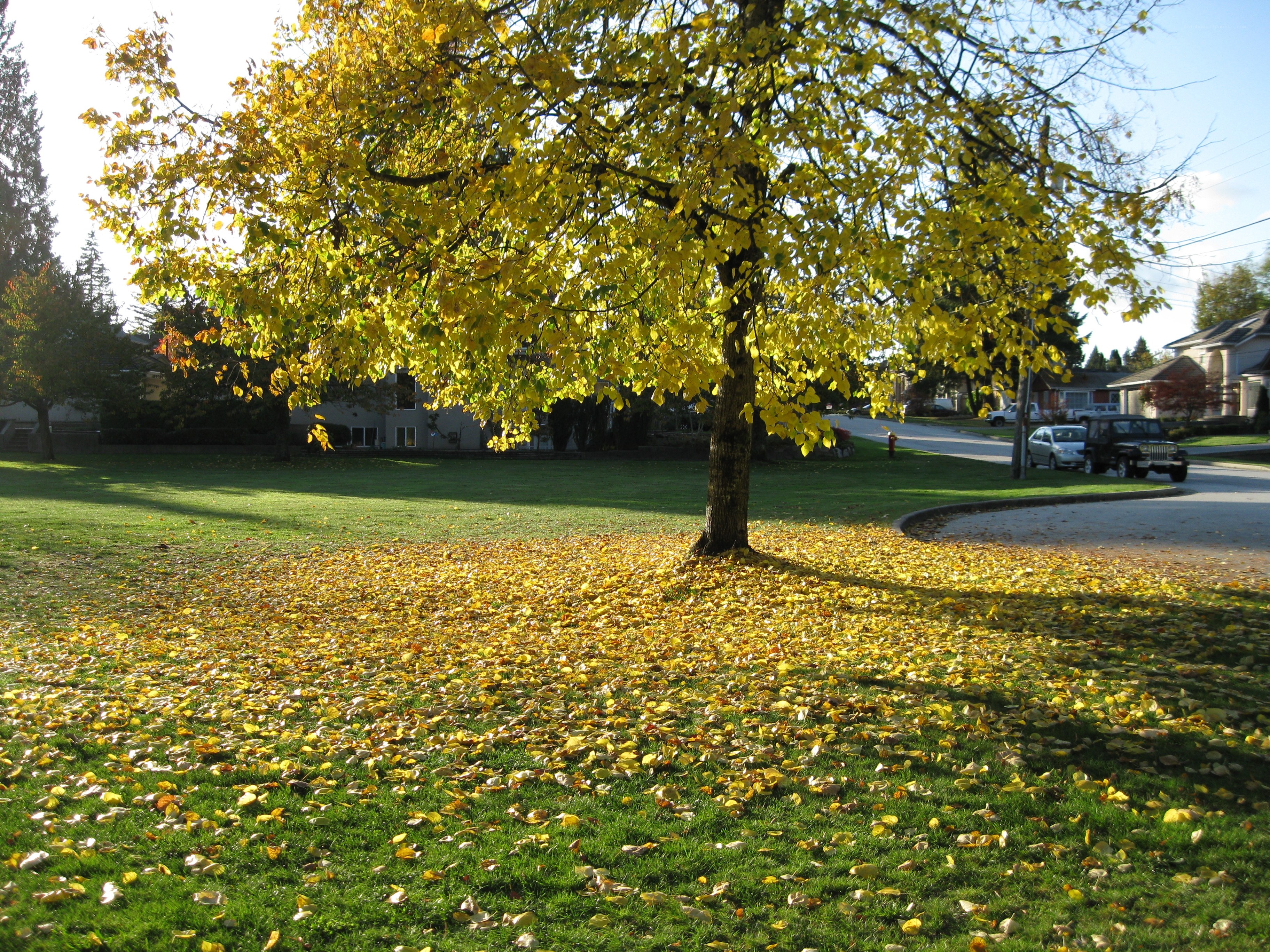 Autumn tree in a park