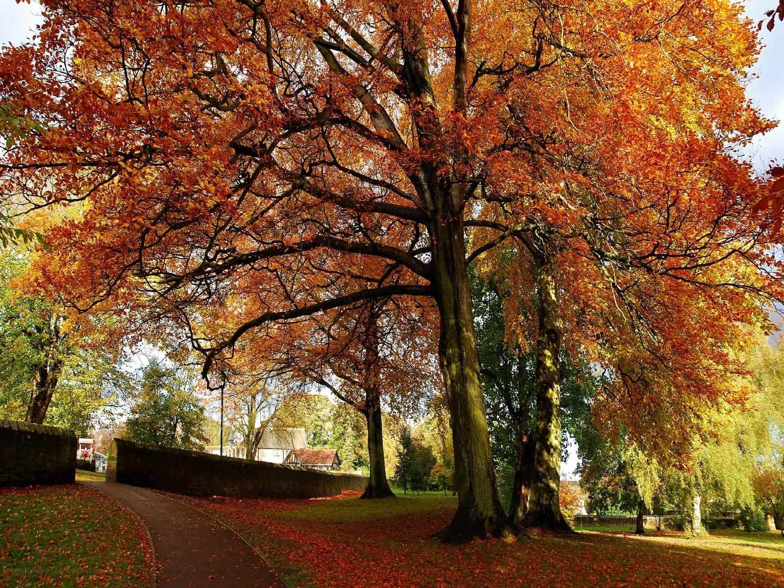 Autumn tree in a park