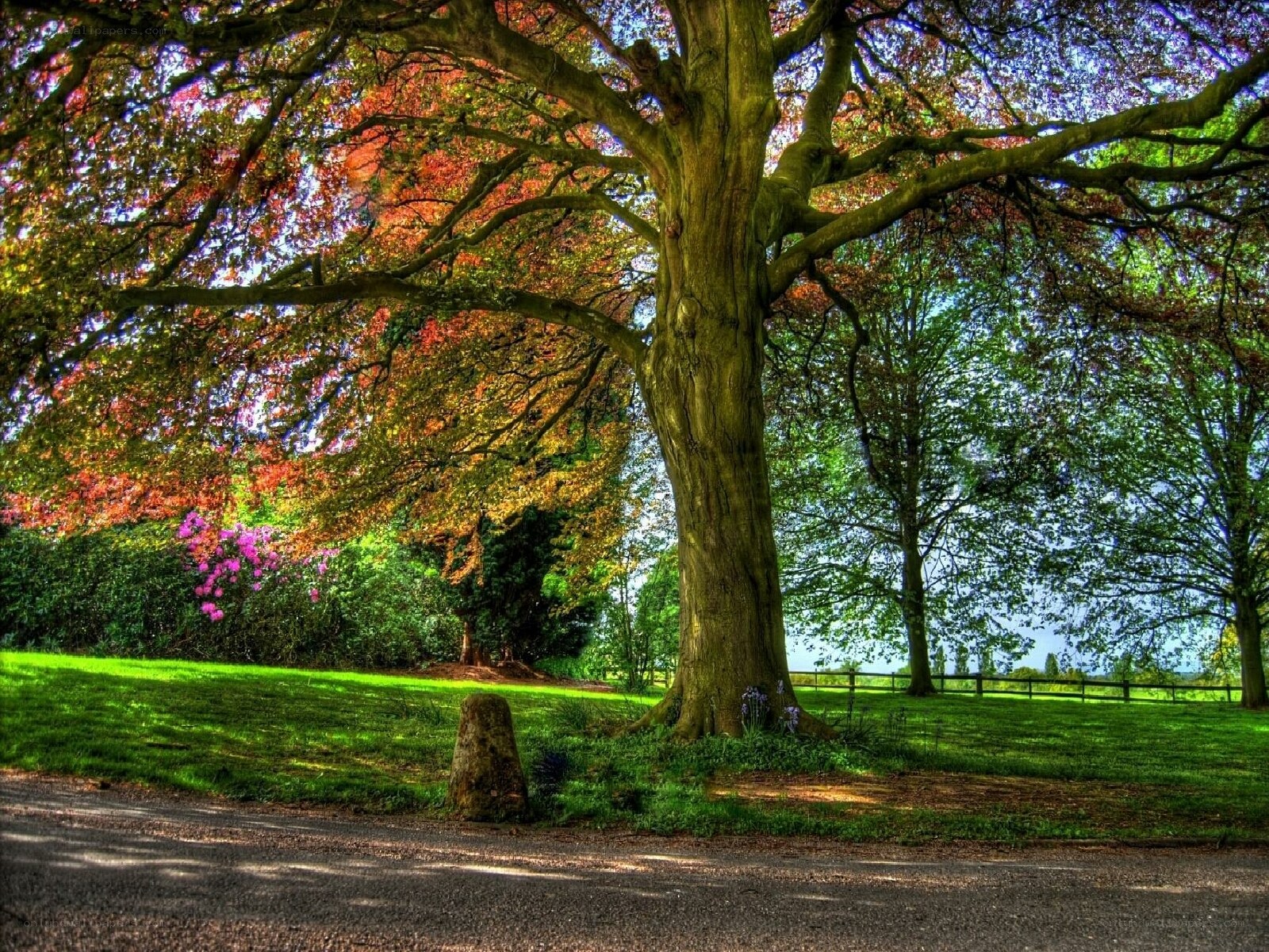 Autumn tree in a park