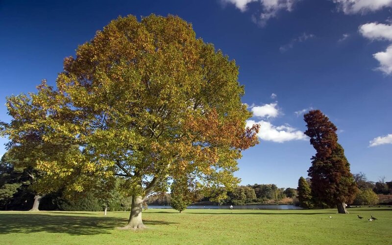 Autumn tree in a park