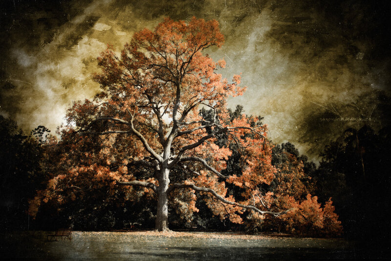 Autumn tree in a park