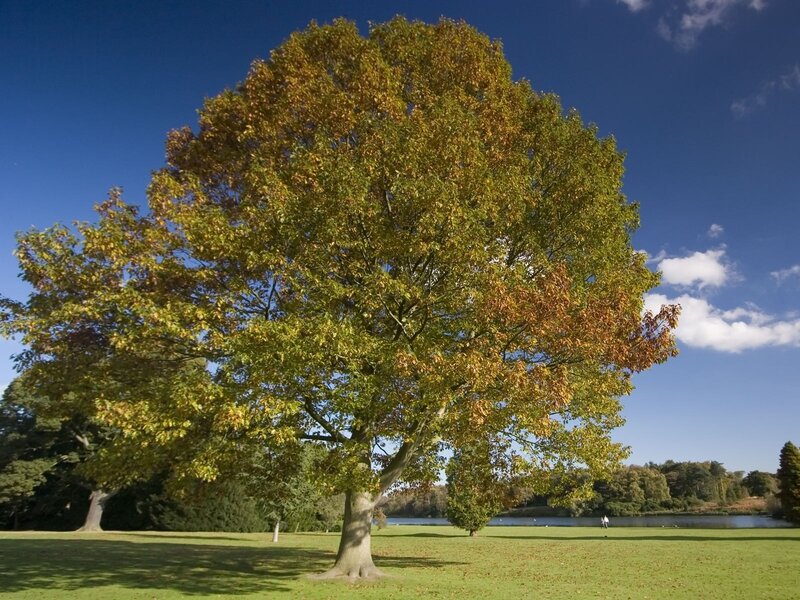 Autumn tree in a park