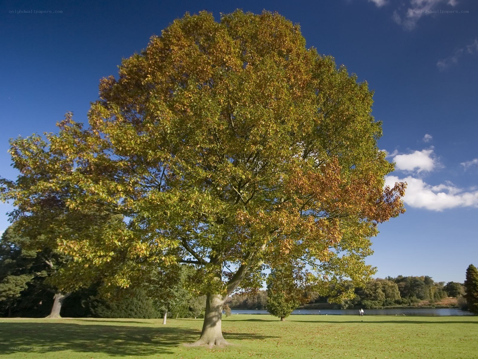 Autumn tree in a park